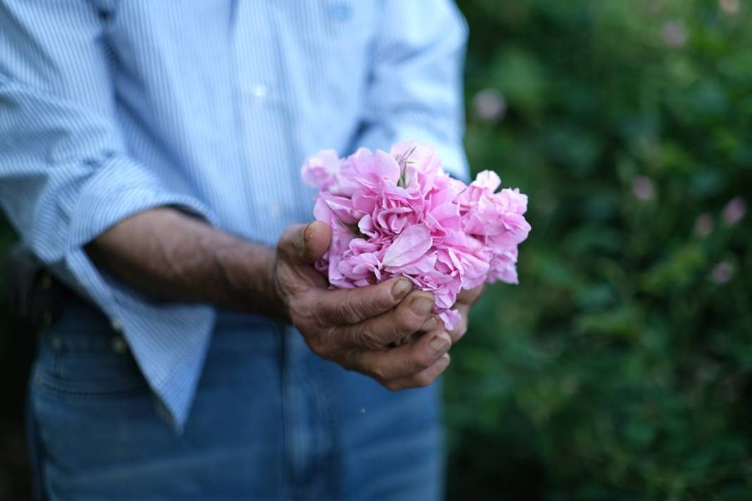 Aile mesleğini sürdürüyorlar: Litresi 10 bin euro! 15 milyon gül yaprağından 1 litre gül yağı çıkarıyorlar 24